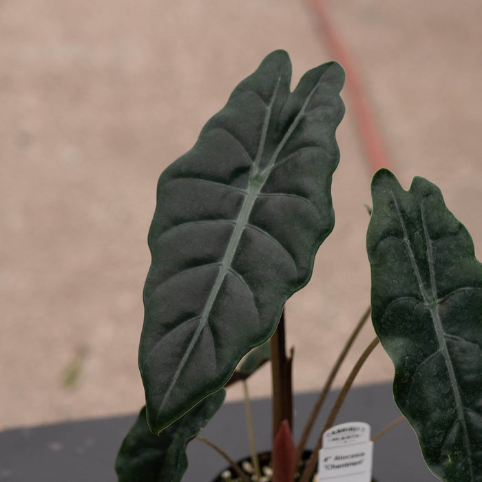 Gabriella Plants Alocasia Alocasia 'Chantrieri'