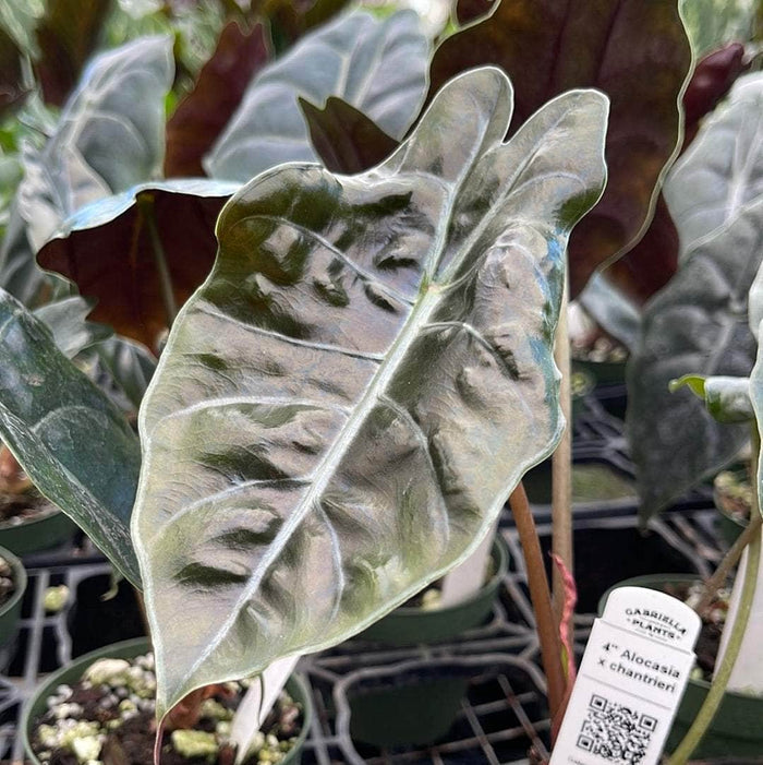 Gabriella Plants Alocasia 4" Alocasia x chantrieri
