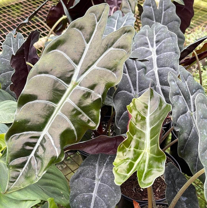 Gabriella Plants Alocasia 4" Alocasia 'Chantrieri'