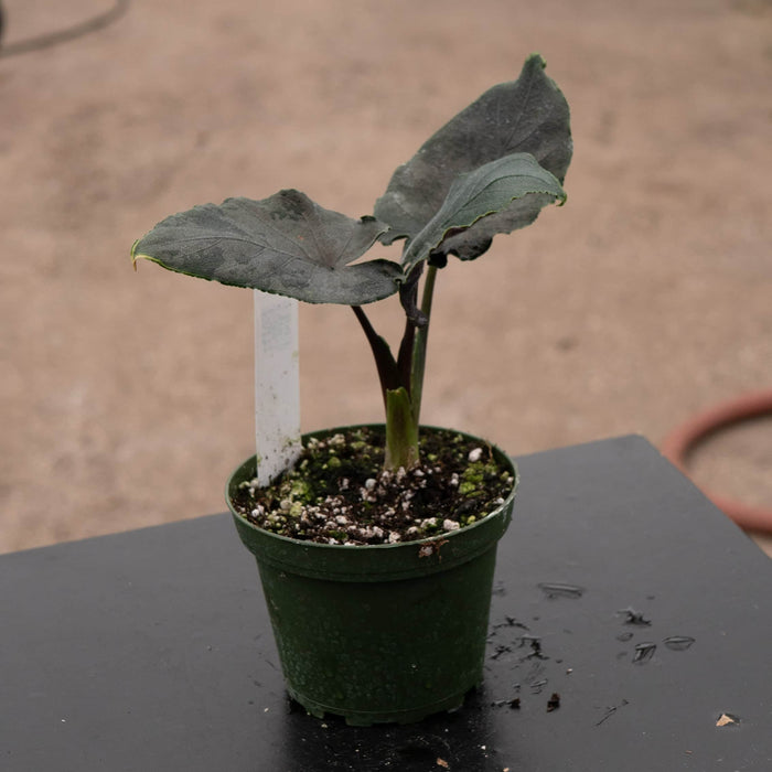 Gabriella Plants Alocasia 4" Alocasia chienlii 'Antoro Velvet'