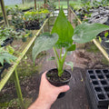 Gabriella Plants Alocasia 4" Alocasia cucullata "Buddha’s Palm"
