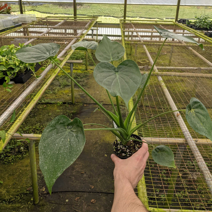 Gabriella Plants Alocasia 4" Alocasia cucullata "Buddha's Palm"