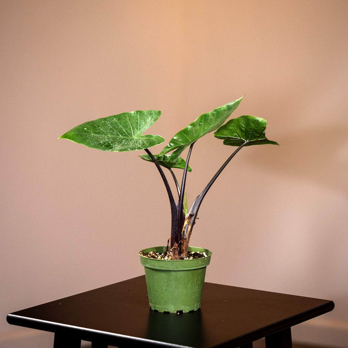 Gabriella Plants Alocasia 4" Alocasia 'Dark Star'