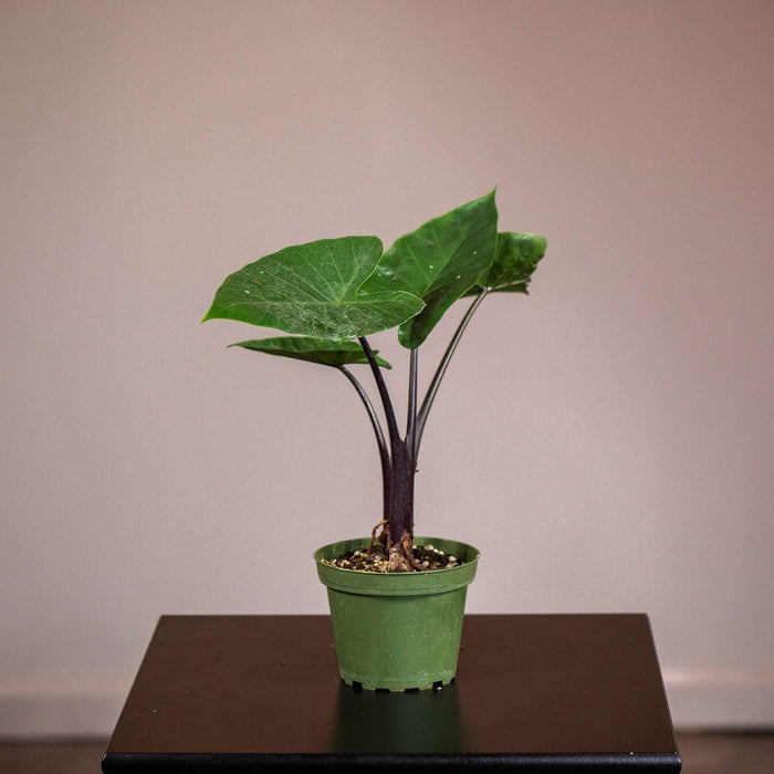 Gabriella Plants Alocasia 4" Alocasia 'Dark Star'