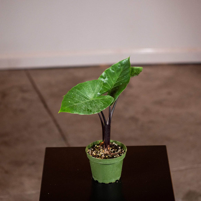 Gabriella Plants Alocasia 4" Alocasia 'Dark Star'