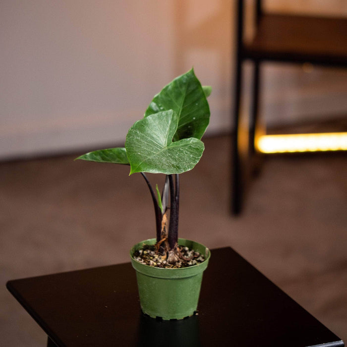 Gabriella Plants Alocasia 4" Alocasia 'Dark Star'