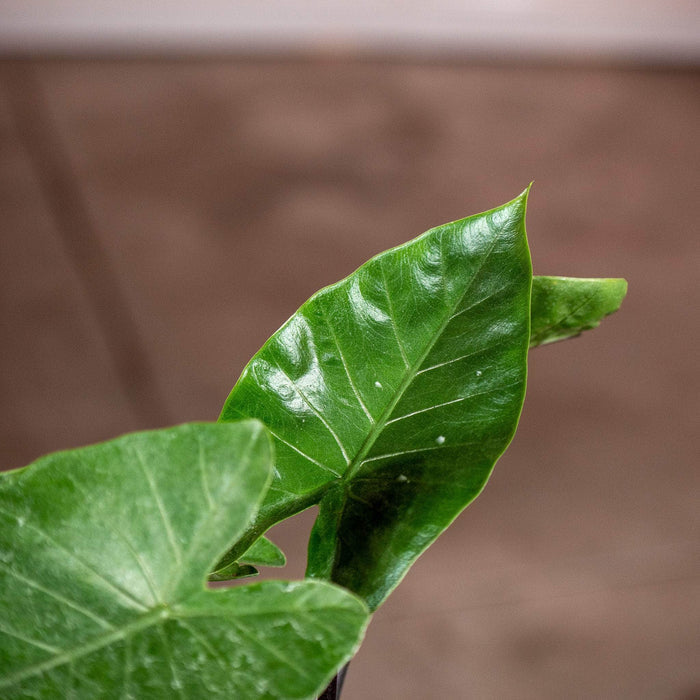 Gabriella Plants Alocasia 4" Alocasia 'Dark Star'