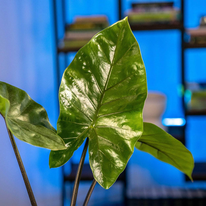 Gabriella Plants Alocasia 4" Alocasia 'Dark Star'