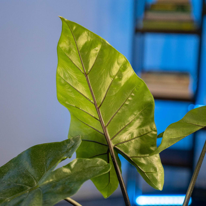 Gabriella Plants Alocasia 4" Alocasia 'Dark Star'