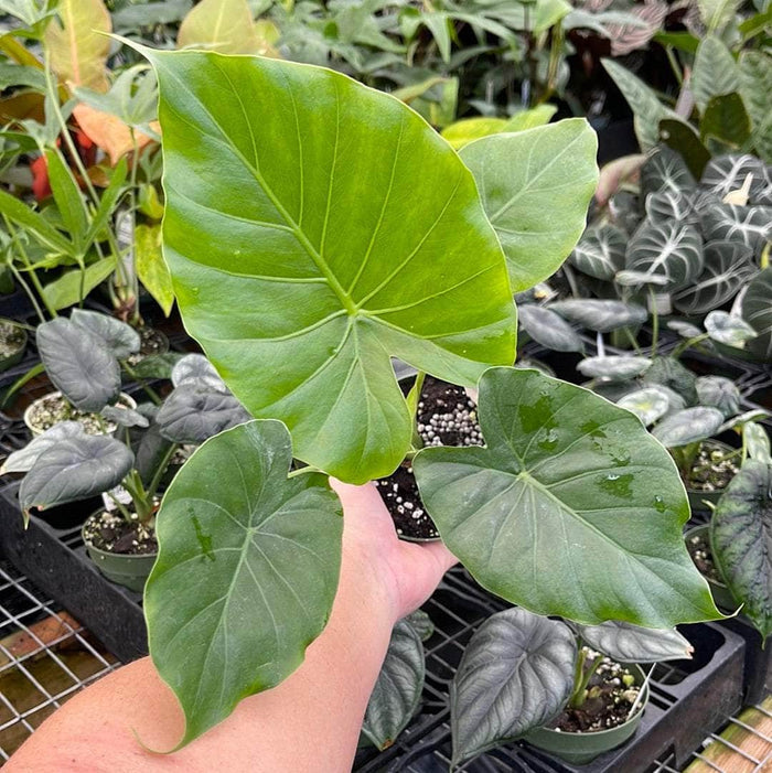 Gabriella Plants Alocasia 4" Alocasia gagaena 'California'