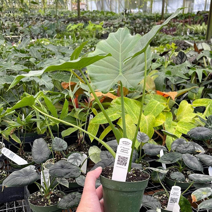 Gabriella Plants Alocasia 4" Alocasia gagaena 'California'