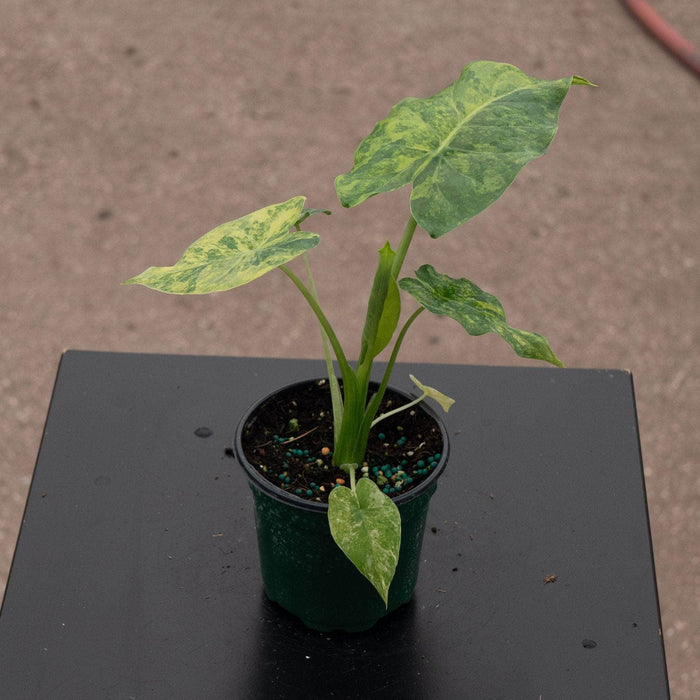 Gabriella Plants Alocasia 4" Alocasia gageana aurea variegated