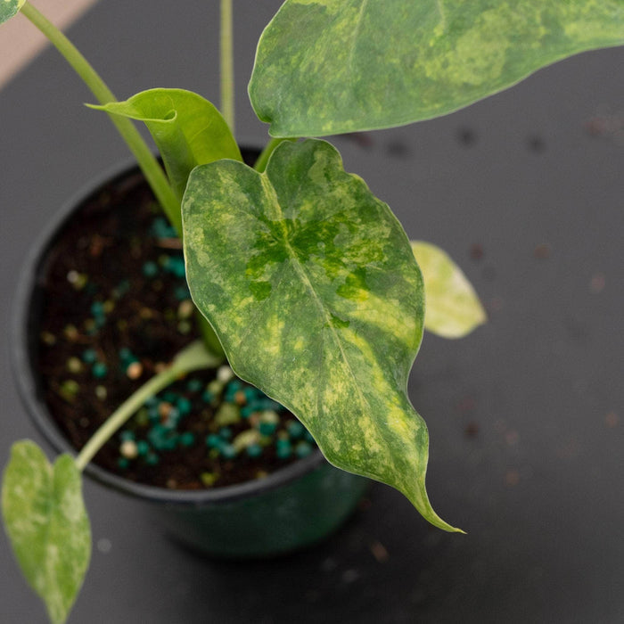 Gabriella Plants Alocasia 4" Alocasia gageana aurea variegated