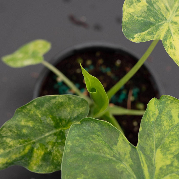 Gabriella Plants Alocasia 4" Alocasia gageana aurea variegated