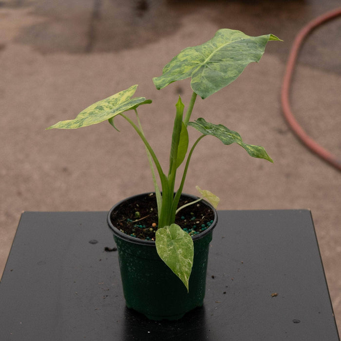 Gabriella Plants Alocasia 4" Alocasia gageana aurea variegated