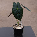 Gabriella Plants Alocasia 4" Alocasia 'Golden Bone'