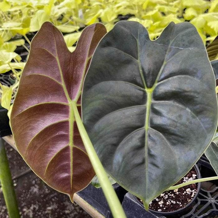 Gabriella Plants Alocasia 4" Alocasia 'Golden Bone'