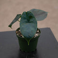 Gabriella Plants Alocasia 4" Alocasia 'Green Unicorn'