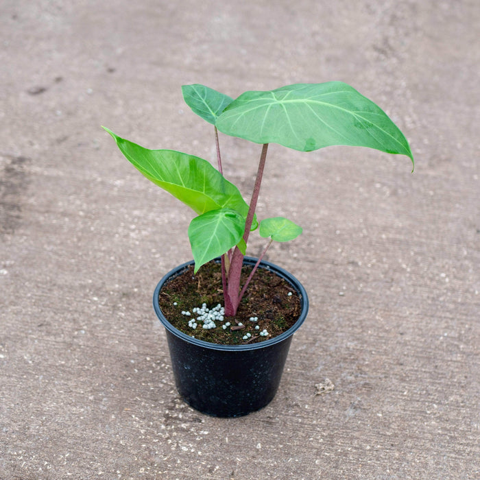 Gabriella Plants Alocasia 6" Alocasia Imperial Red