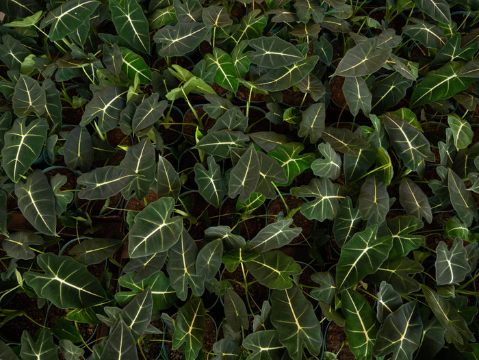 Gabriella Plants Alocasia Alocasia 'Imperial Red'