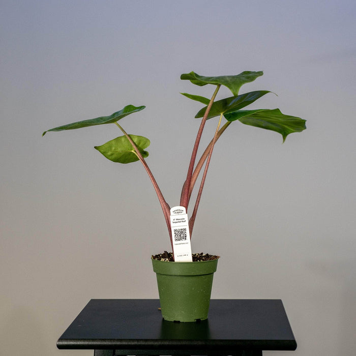 Gabriella Plants Alocasia Alocasia 'Imperial Red'