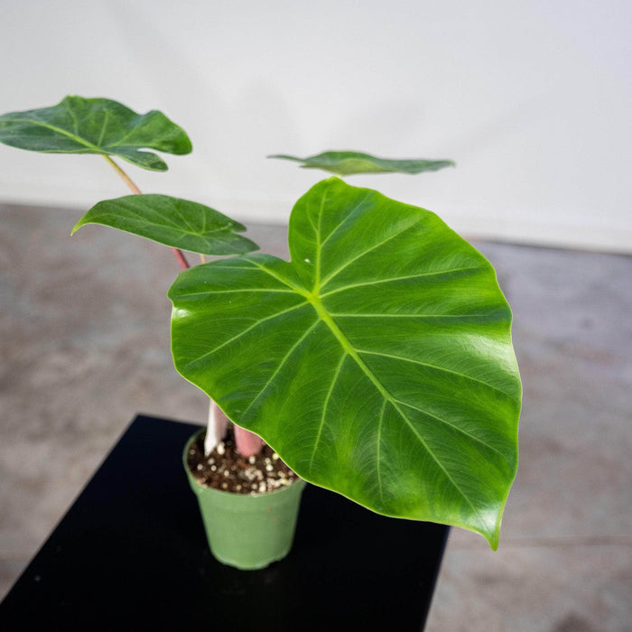 Gabriella Plants Alocasia 4" Alocasia 'Imperial Red'