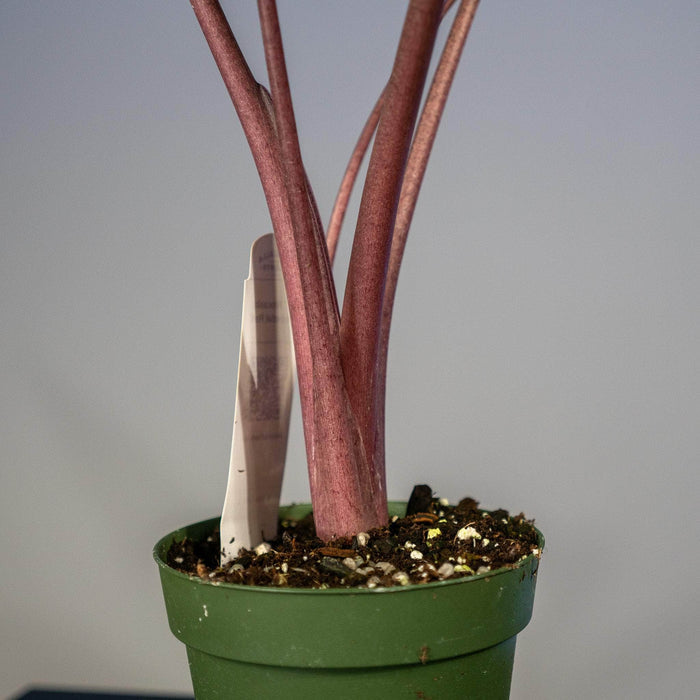 Gabriella Plants Alocasia Alocasia 'Imperial Red'