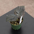 Gabriella Plants Alocasia 4" Alocasia infernalis 'Kapit'