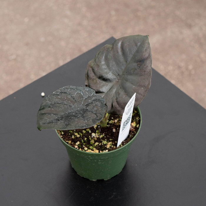Gabriella Plants Alocasia 4" Alocasia infernalis 'Kapit'