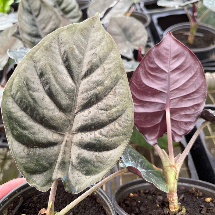 Gabriella Plants 4" Alocasia infernalis 'Kapit'