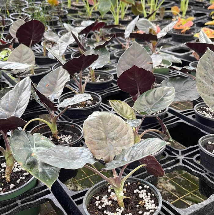 Gabriella Plants Alocasia 4" Alocasia infernalis 'Kapit'