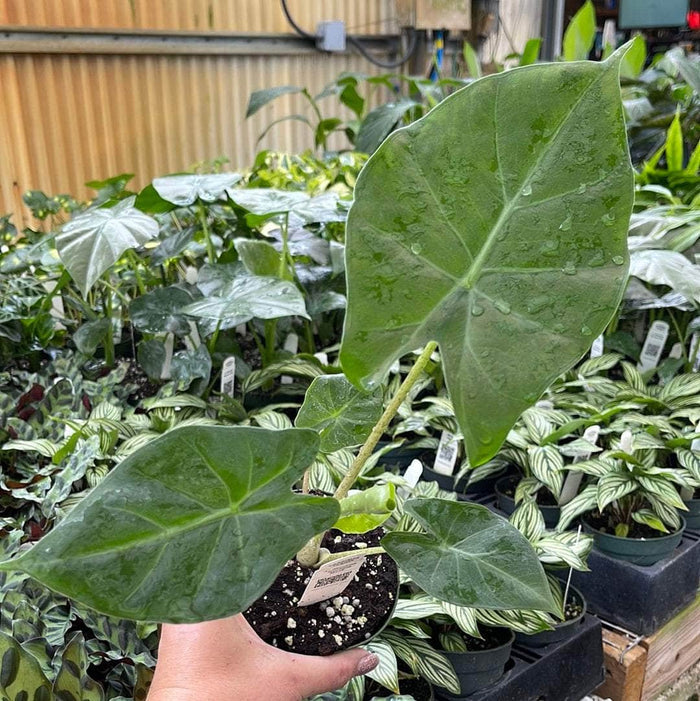 Gabriella Plants Alocasia 4" Alocasia 'Kuching Mask'