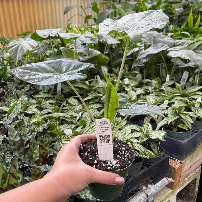Gabriella Plants Alocasia 4" Alocasia 'Kuching Mask'