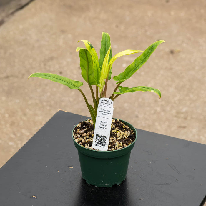 Gabriella Plants Alocasia 4" Alocasia lauterbachiana 'Mint'