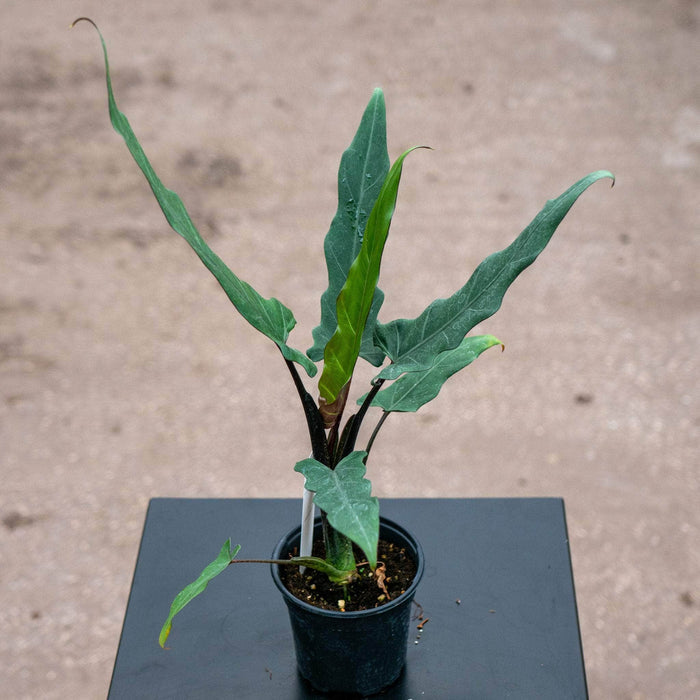 Gabriella Plants Alocasia 4" Alocasia lauterbachiana