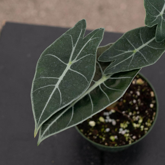 Gabriella Plants Alocasia Alocasia longiloba 'Dragon's Tooth'