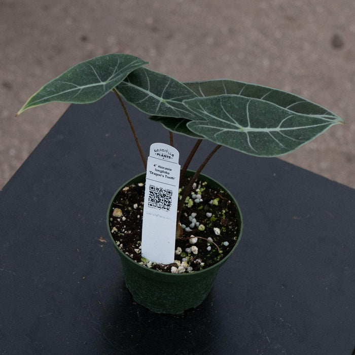 Gabriella Plants Alocasia Alocasia longiloba 'Dragon's Tooth'