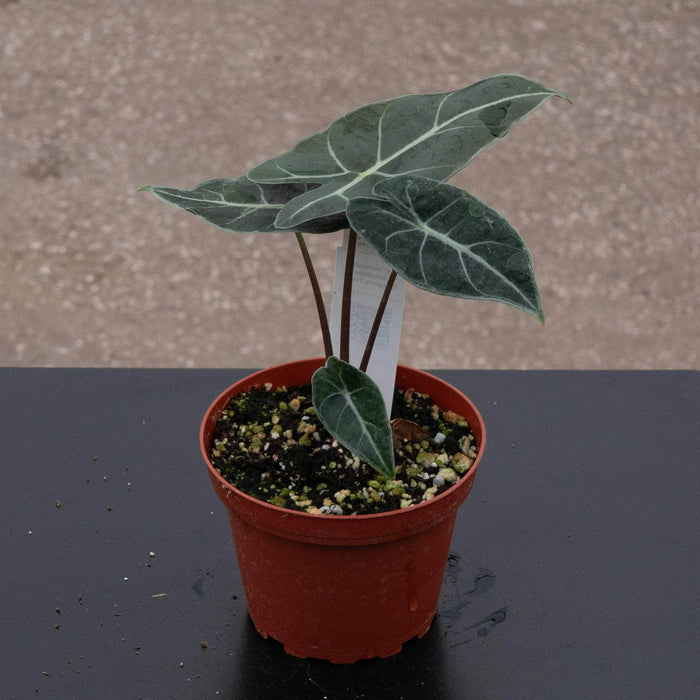 Gabriella Plants Alocasia 4" Alocasia longiloba 'Dragon's Tooth'