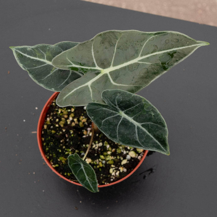 Gabriella Plants Alocasia Alocasia longiloba 'Dragon's Tooth'