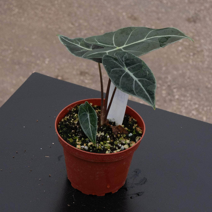 Gabriella Plants Alocasia Alocasia longiloba 'Dragon's Tooth'