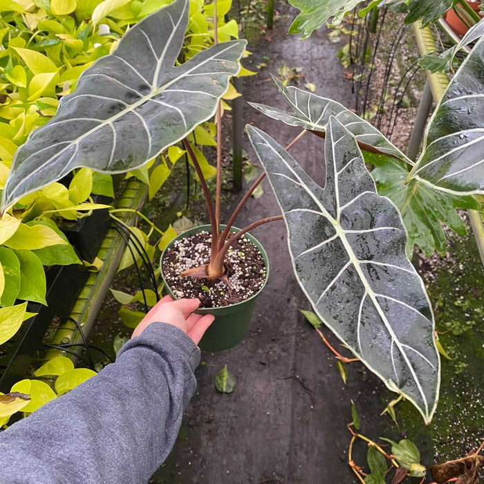 6"