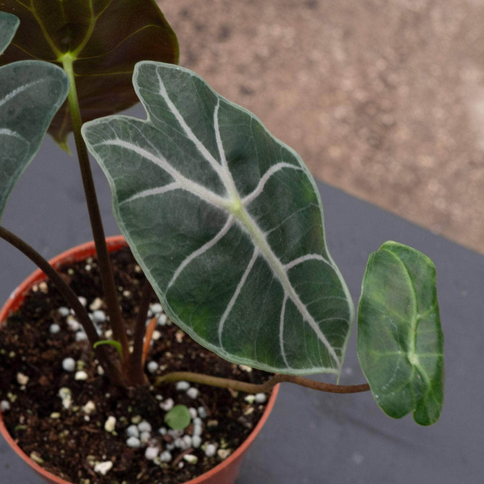 Gabriella Plants Alocasia 4" Alocasia longiloba 'Purple Vein'