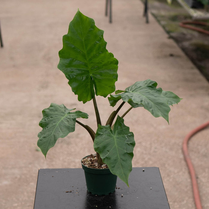 Gabriella Plants Alocasia Alocasia 'Low Rider'