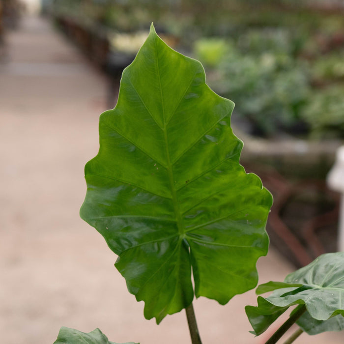 Gabriella Plants Alocasia Alocasia 'Low Rider'