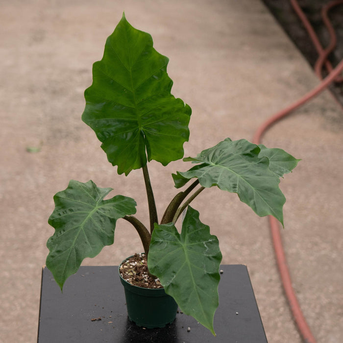 Gabriella Plants Alocasia Alocasia 'Low Rider'