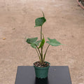 Gabriella Plants Alocasia 4" Alocasia macrorrhiza 'Stingray'