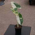 Gabriella Plants Alocasia 4" Alocasia macrorrhiza variegated 'Appaloosa Gold'
