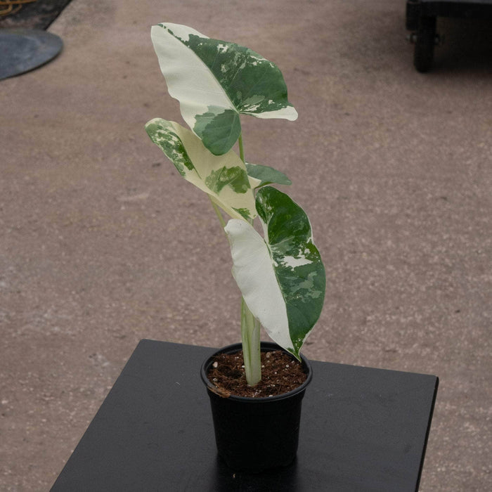 Gabriella Plants Alocasia 4" Alocasia macrorrhiza variegated 'Appaloosa Gold'