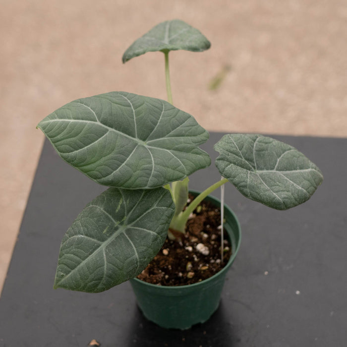 Gabriella Plants Alocasia 4" Alocasia 'Maharani'