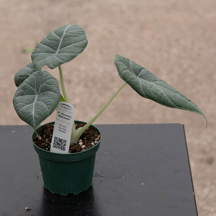 Gabriella Plants Alocasia 4" Alocasia 'Maharani'